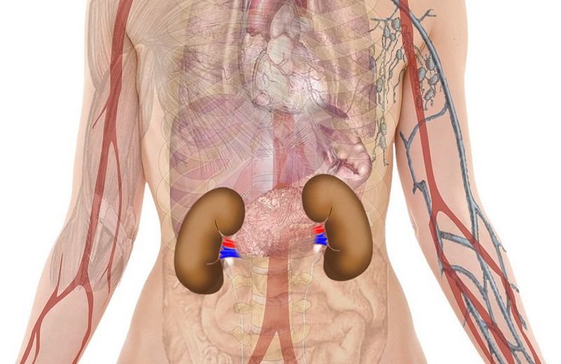 anatomía riñones